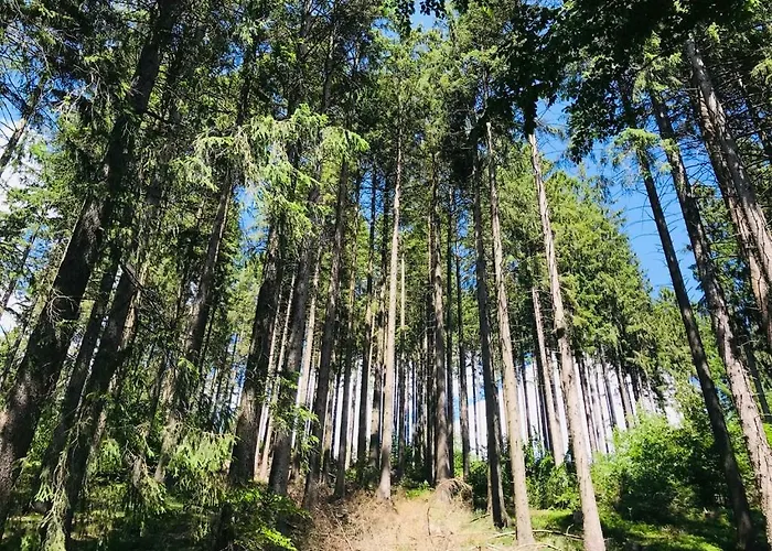 Altes Forstamt * Altenau (Lower-Saxony)